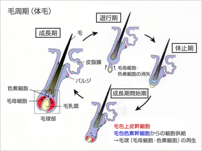 毛周期